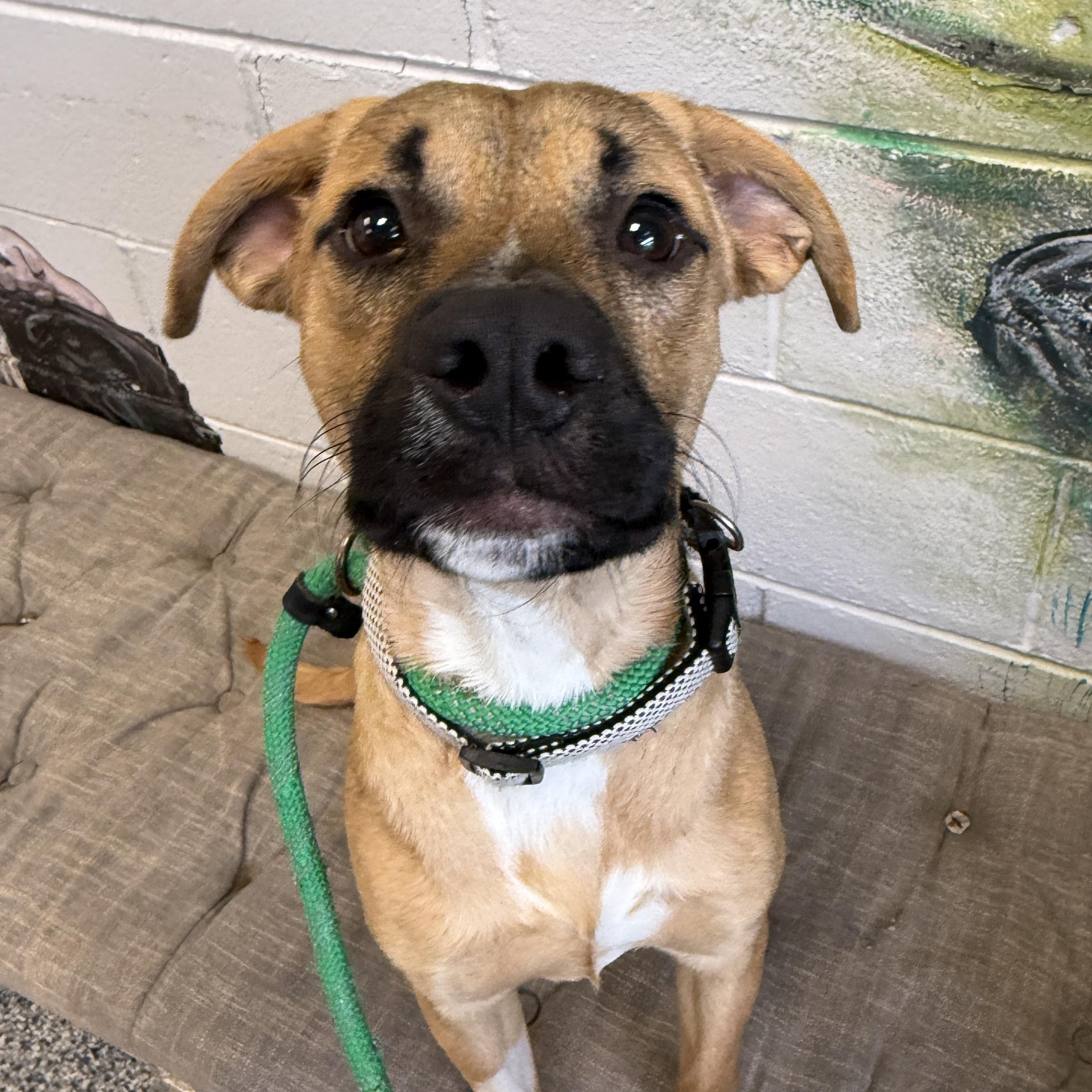MACGOWAN, Adoptable, Young Male Mixed Breed.