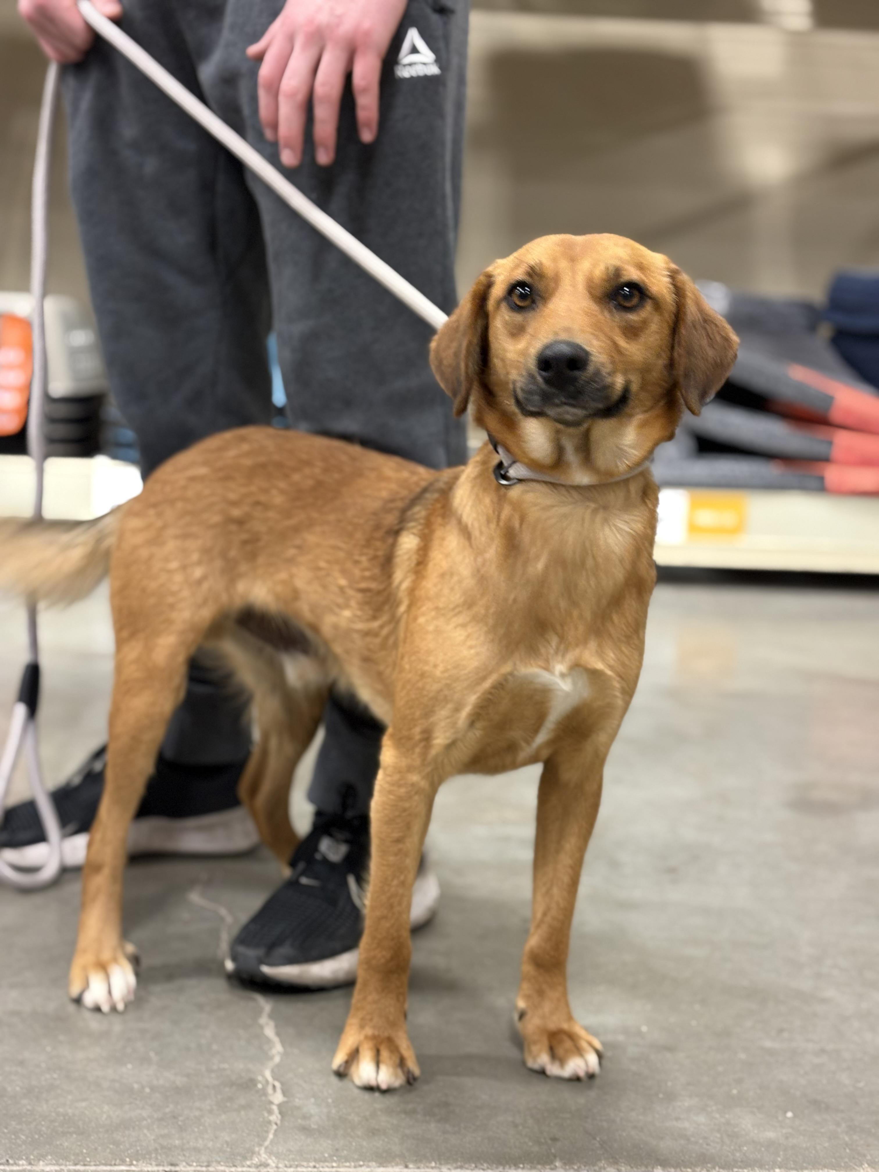 Porchy Pup Peanut — thumbnail 2