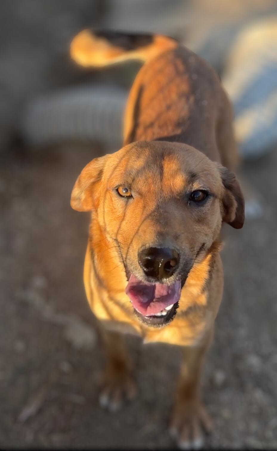 Porchy Pup Peanut — thumbnail 3