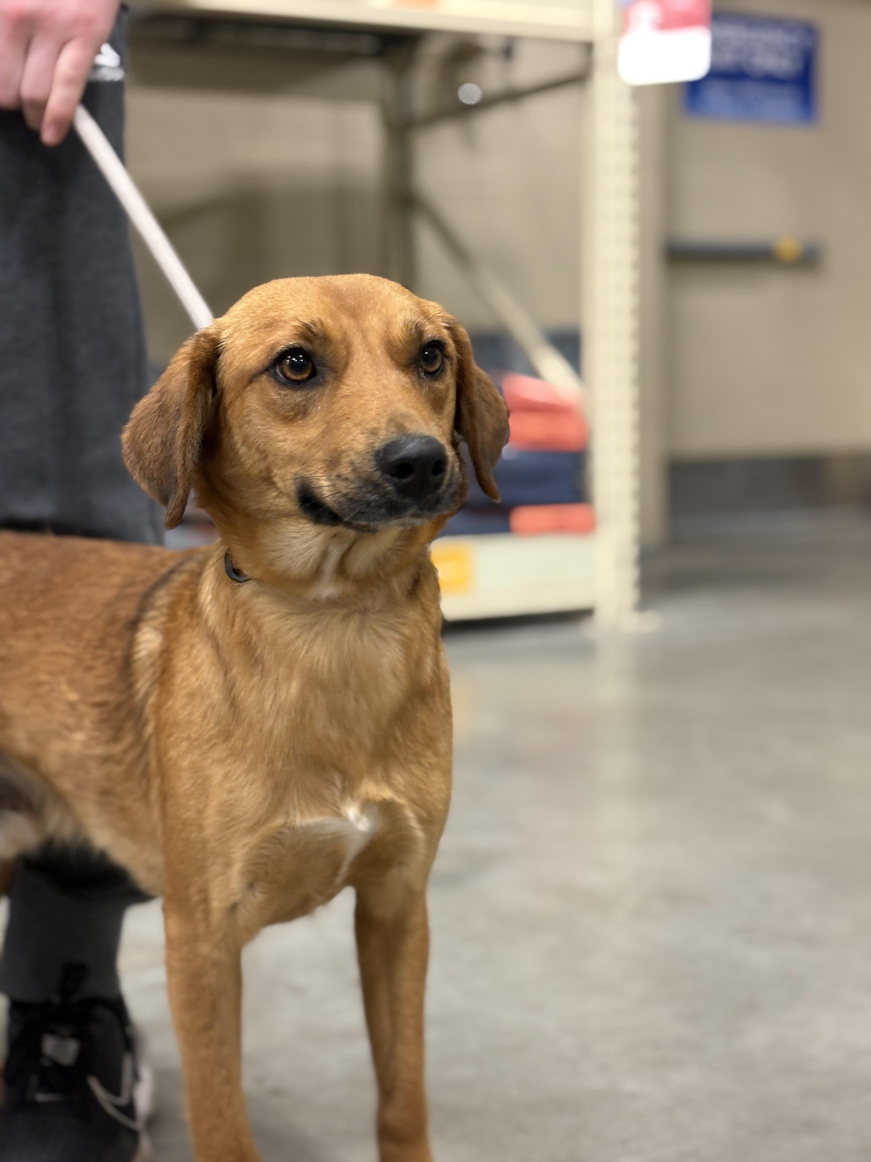 Porchy Pup Peanut — thumbnail 4