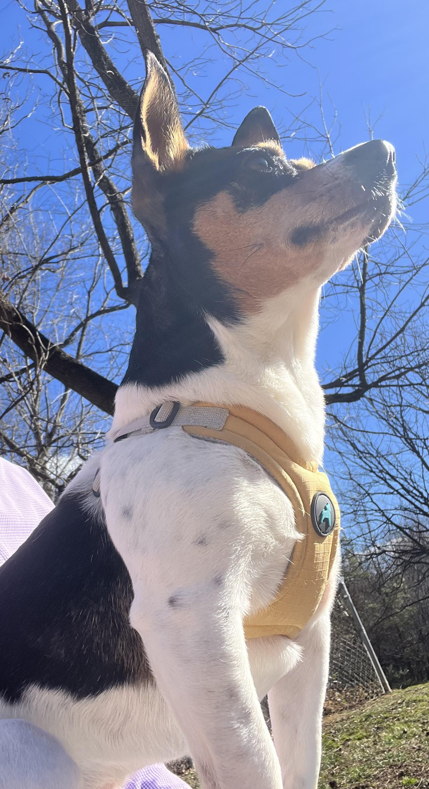 Chili, a ADOPTABLE mixed breed in Candler, NC image 3/3