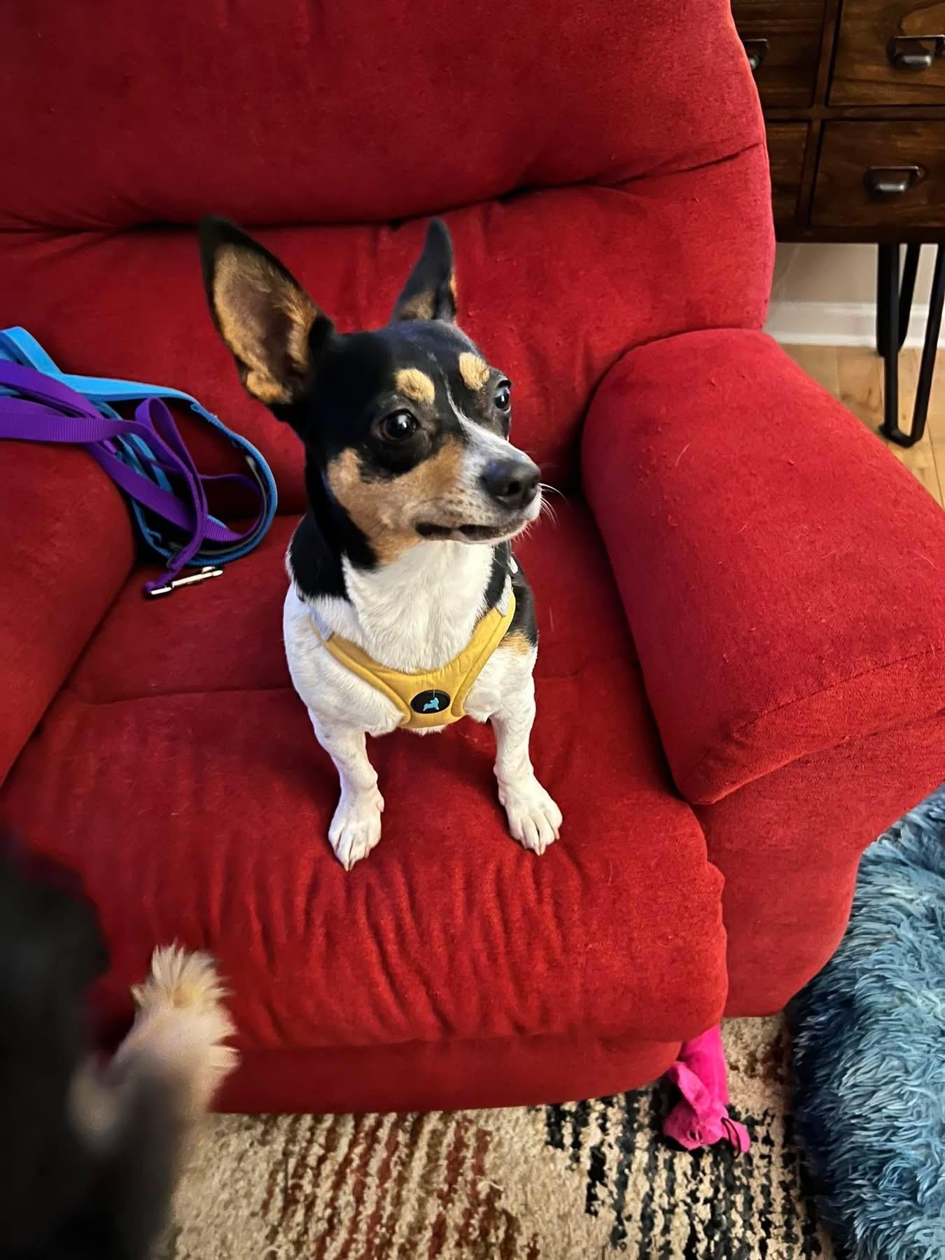 Chili, ADOPTABLE, Adult Female Chihuahua & Jack Russell Terrier.