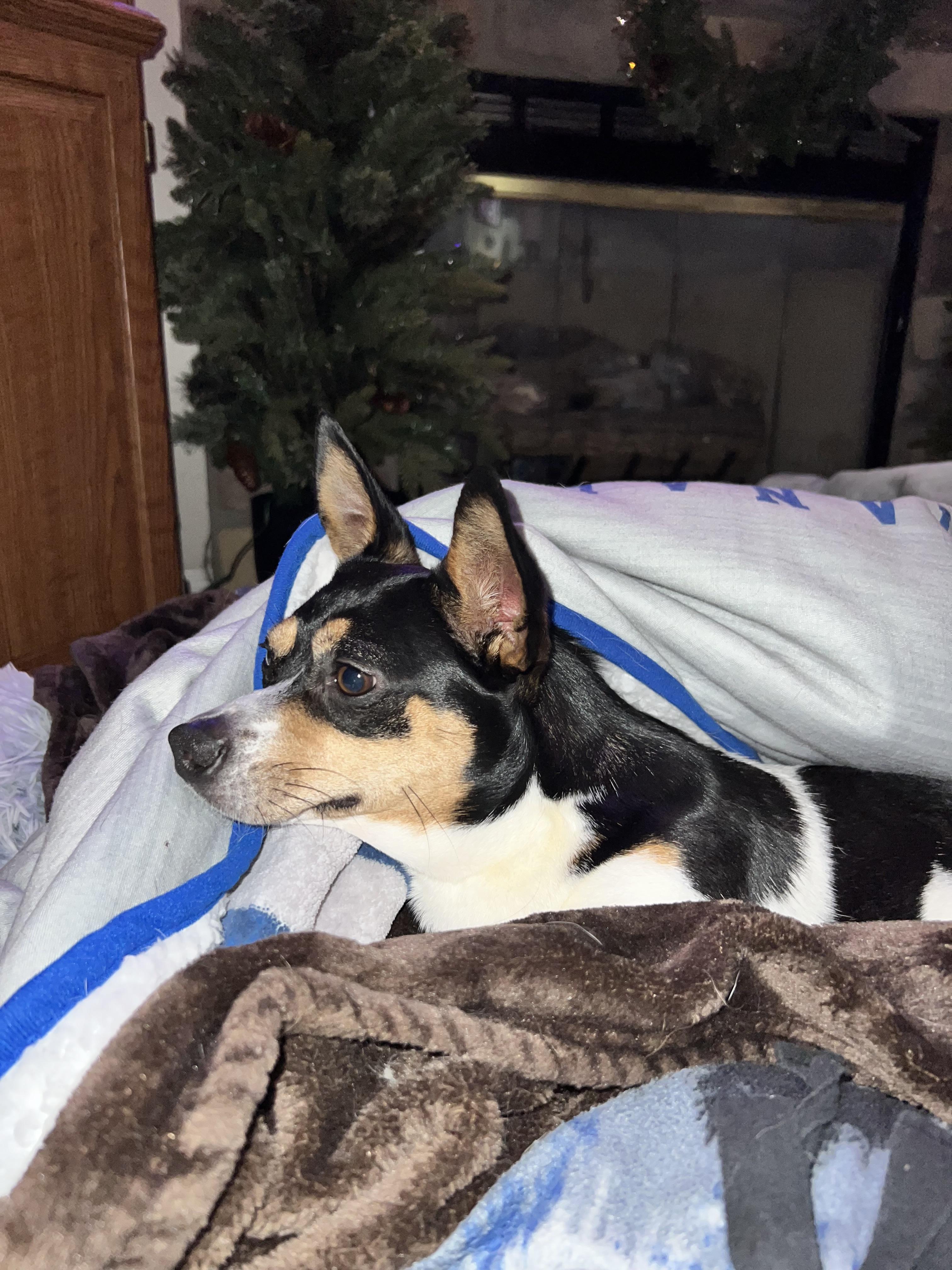 Chili, a ADOPTABLE mixed breed in Candler, NC image 2/3