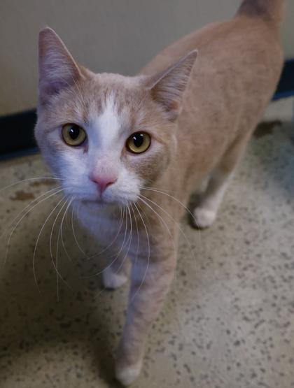 Enlarge Bailey, a Adoptable mixed breed in Baraboo, WI image 2/3