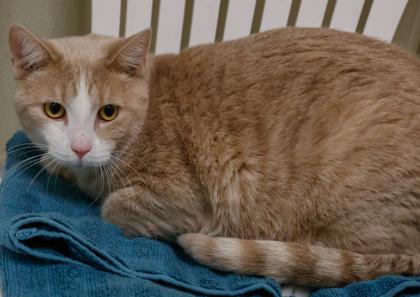 Enlarge Bailey, a Adoptable mixed breed in Baraboo, WI image 1/3