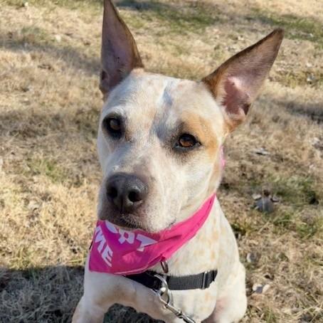 Sugar P4P, Adoptable, Adult Female Cattle Dog.