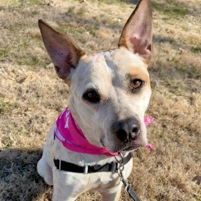 Enlarge Sugar P4P, a Adoptable mixed breed in St Joseph, MO image 2/3