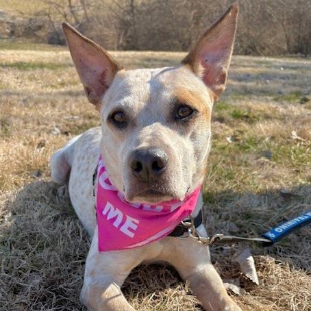 Enlarge Sugar P4P, a Adoptable mixed breed in St Joseph, MO image 3/3