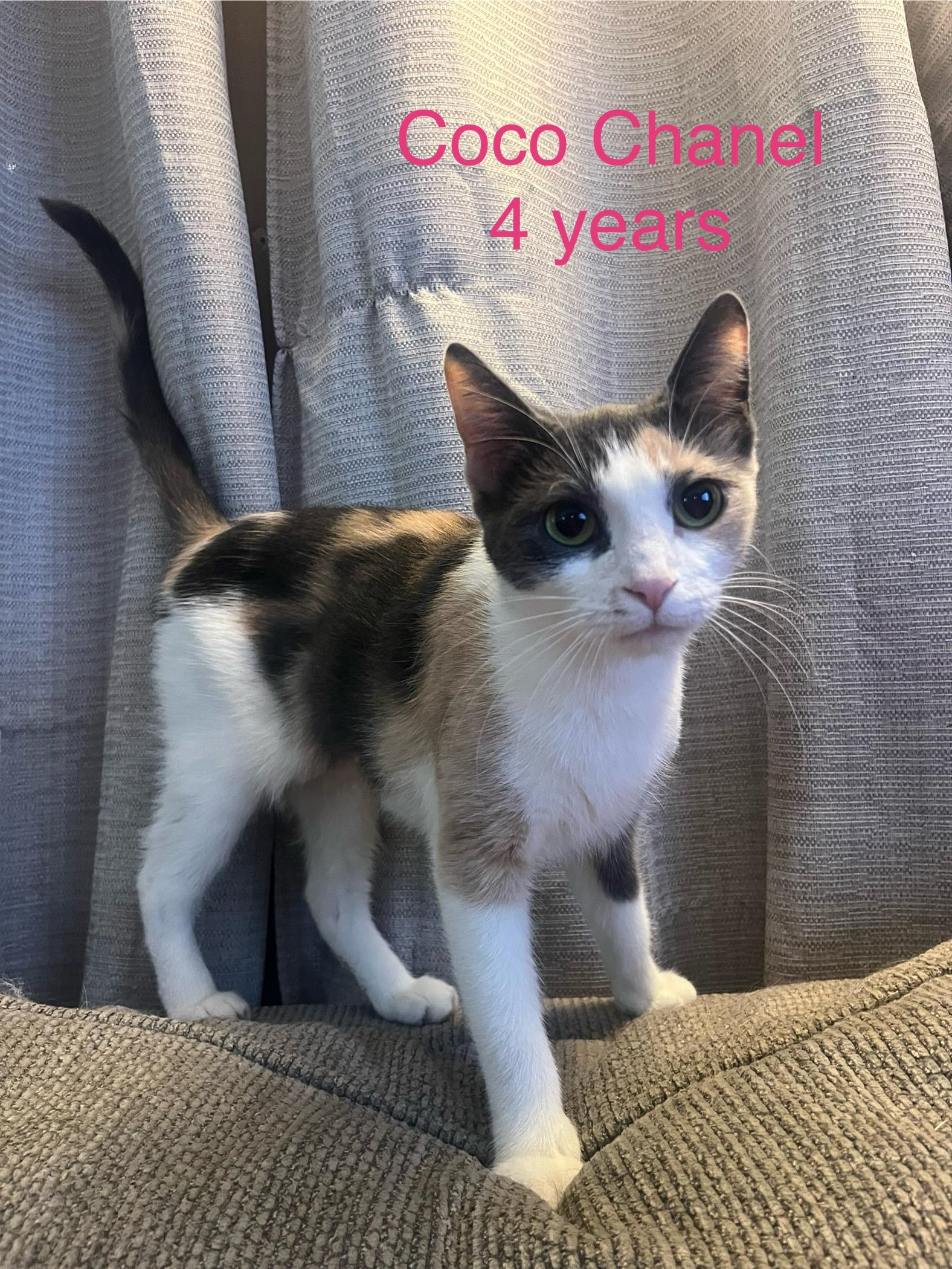 Coco Chanel, Adult Female Domestic Short Hair