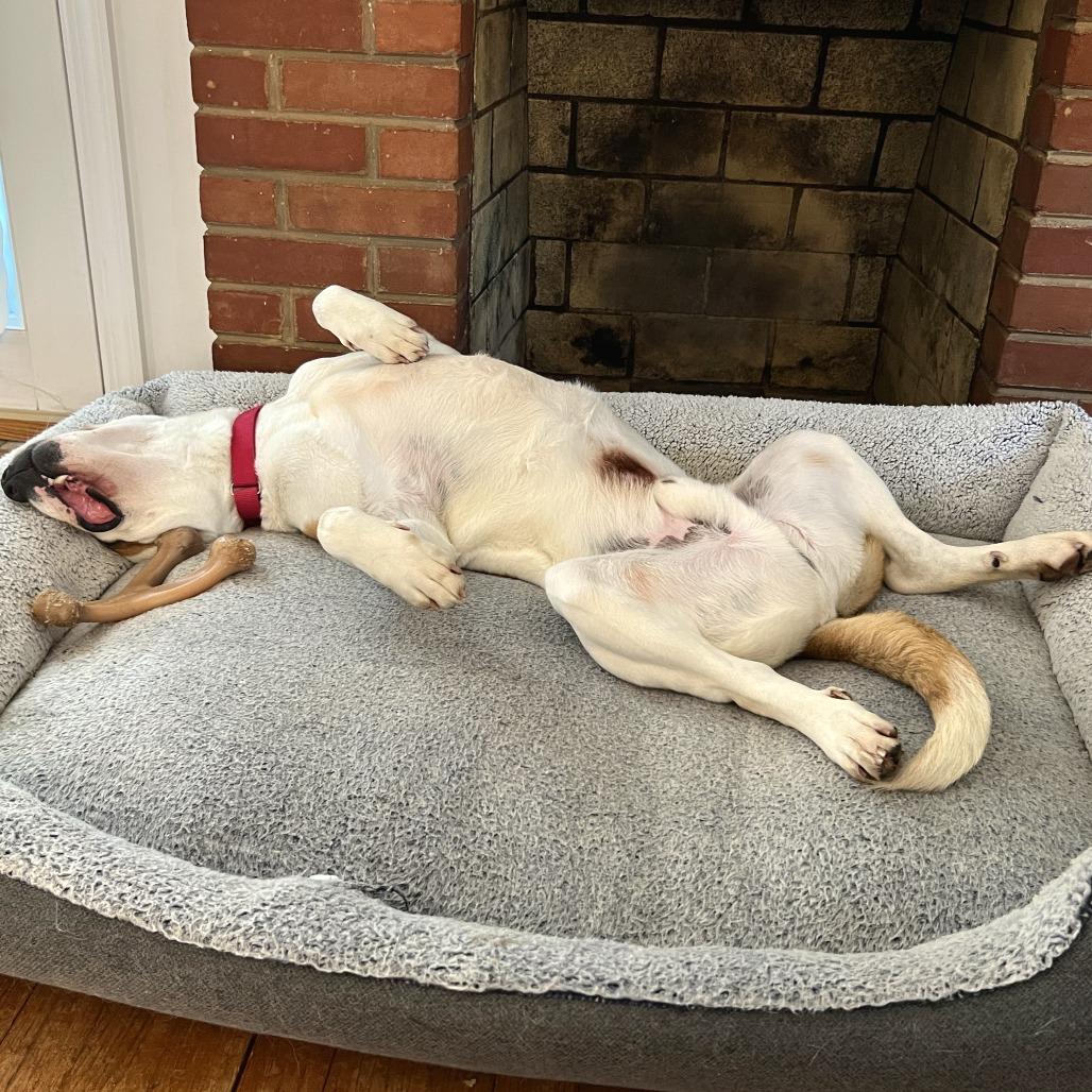 King, Adoptable, Adult Male Boxer & Mixed Breed.