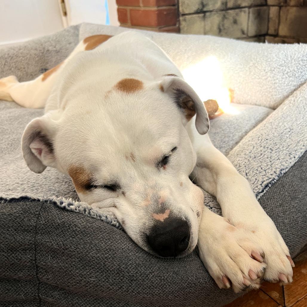 Enlarge King, a Adoptable mixed breed in Falls Church, VA image 2/6