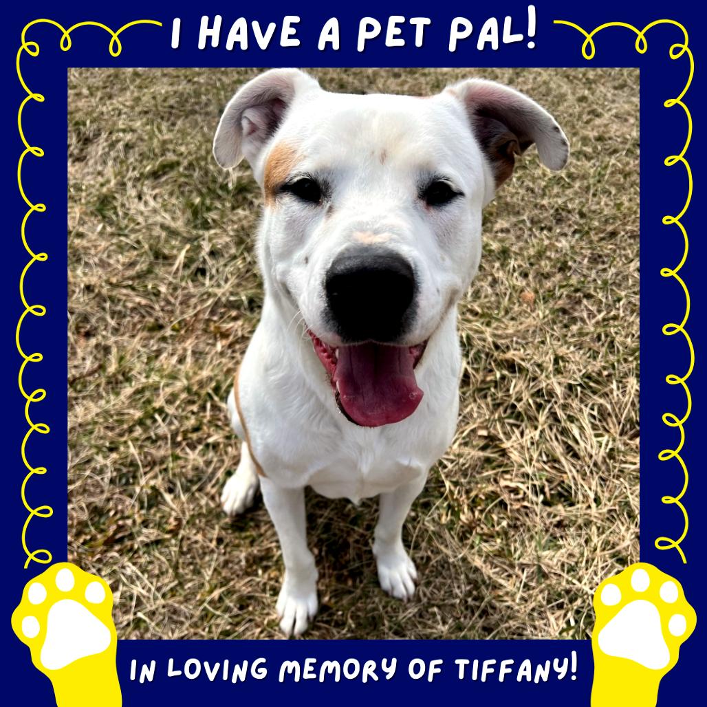 Enlarge King, a Adoptable mixed breed in Falls Church, VA image 3/6