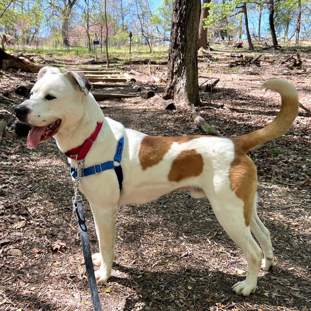 Enlarge King, a Adoptable mixed breed in Falls Church, VA image 4/6