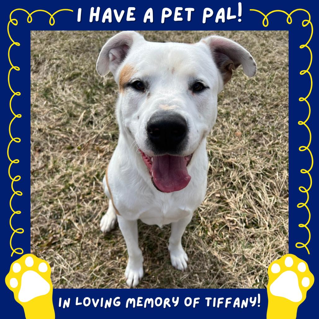 Enlarge King, a Adoptable mixed breed in Falls Church, VA image 1/6