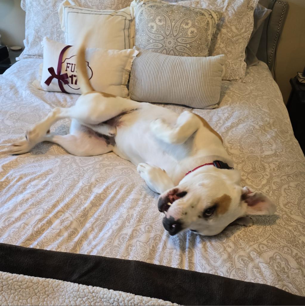 Enlarge King, a Adoptable mixed breed in Falls Church, VA image 2/6