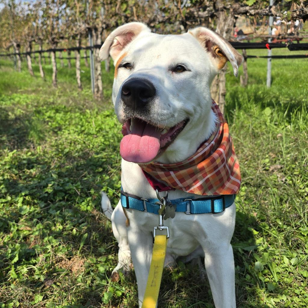 Enlarge King, a Adoptable mixed breed in Falls Church, VA image 3/6