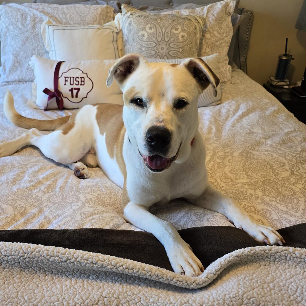 Enlarge King, a Adoptable mixed breed in Falls Church, VA image 4/6