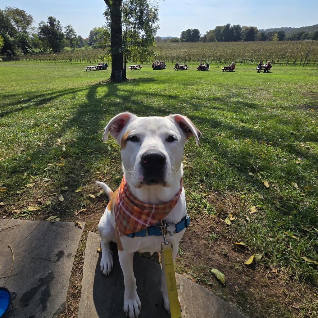 Enlarge King, a Adoptable mixed breed in Falls Church, VA image 5/6