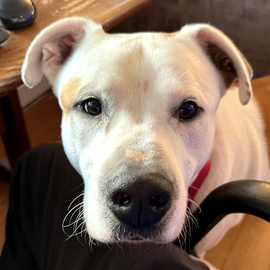 Enlarge King, a Adoptable mixed breed in Falls Church, VA image 5/6
