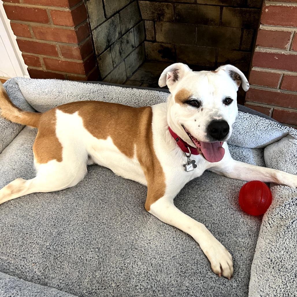 Enlarge King, a Adoptable mixed breed in Falls Church, VA image 6/6