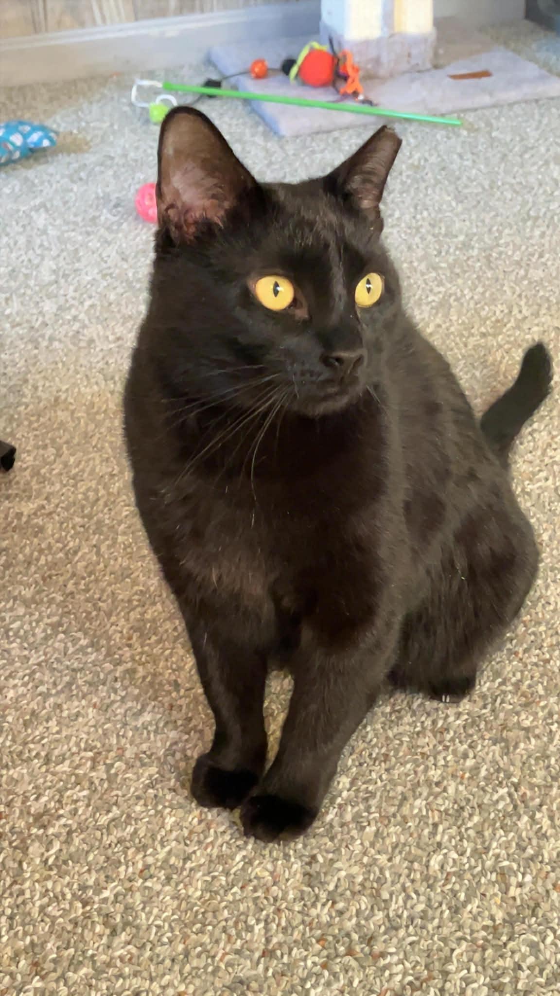 Enlarge Wendy, a ADOPTABLE Domestic Short Hair in Bellmawr, NJ image 4/4