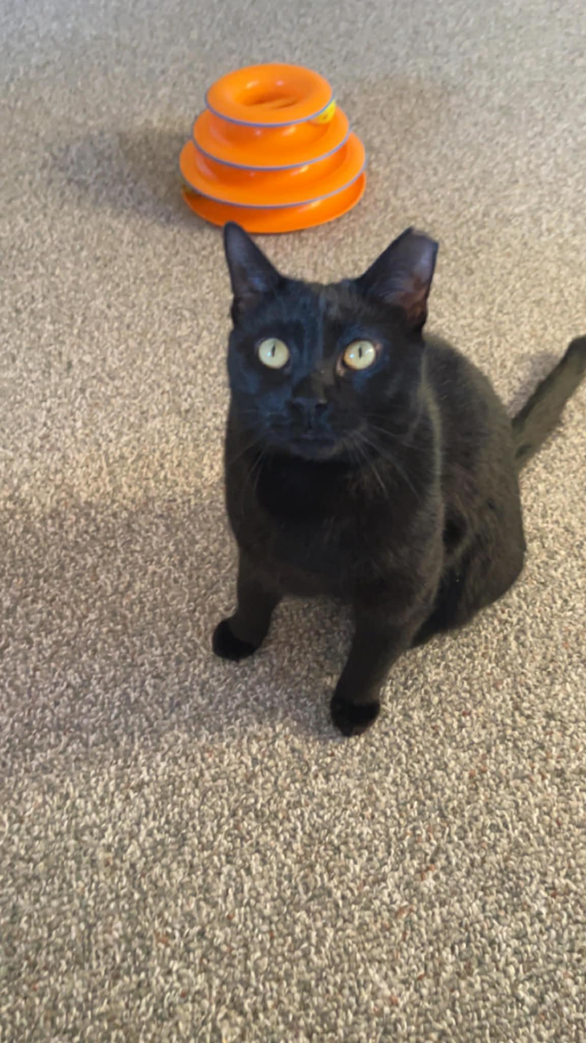 Enlarge Wendy, a ADOPTABLE Domestic Short Hair in Bellmawr, NJ image 1/4