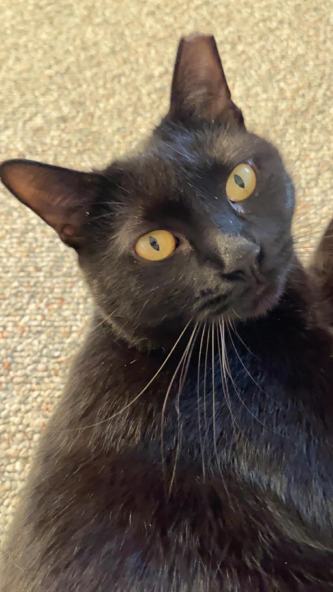 Enlarge Wendy, a ADOPTABLE Domestic Short Hair in Bellmawr, NJ image 3/4