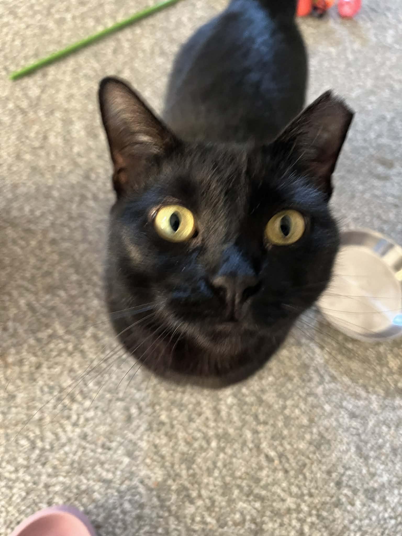 Enlarge Wendy, a ADOPTABLE Domestic Short Hair in Bellmawr, NJ image 2/4