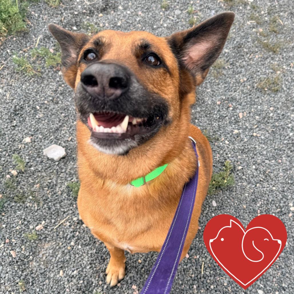 Enlarge Percy, a Adoptable Belgian Shepherd / Malinois in Cheyenne, WY image 1/2