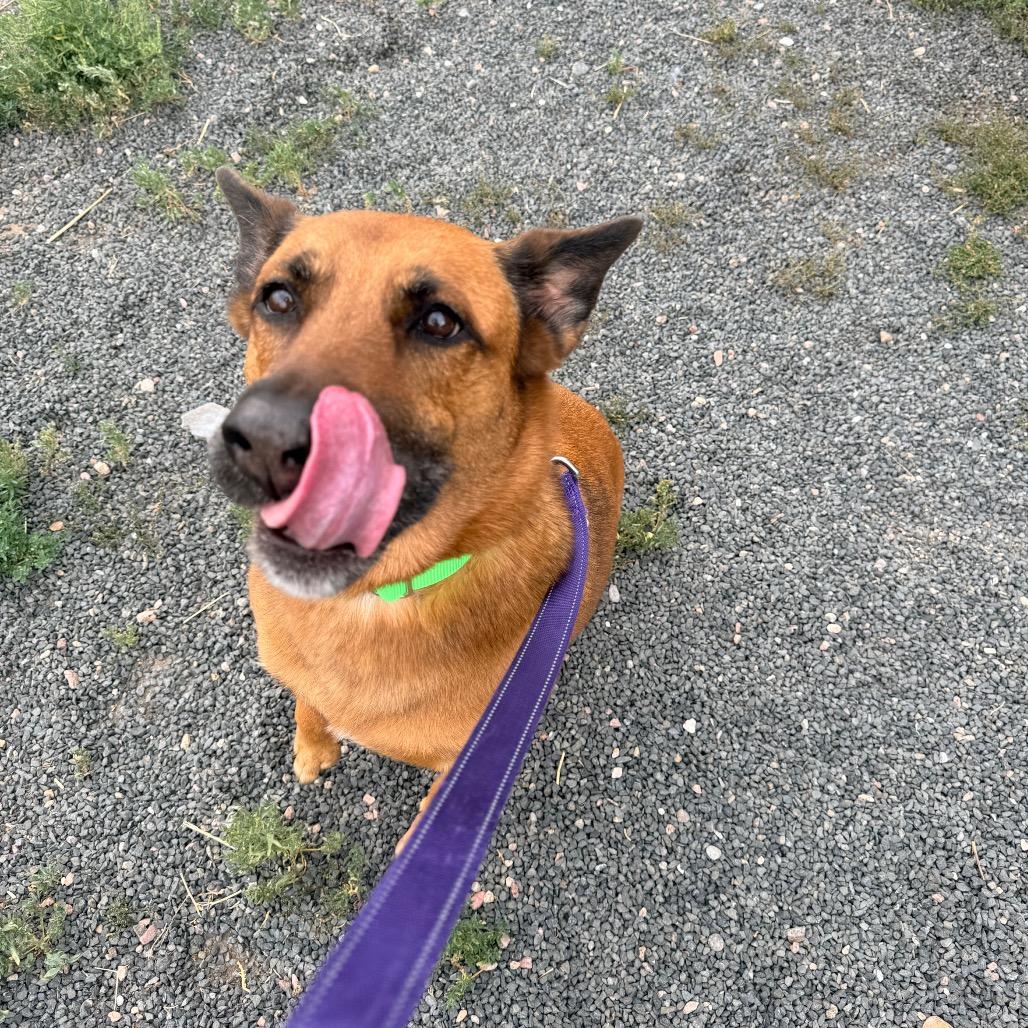 Enlarge Percy, a Adoptable Belgian Shepherd / Malinois in Cheyenne, WY image 2/2