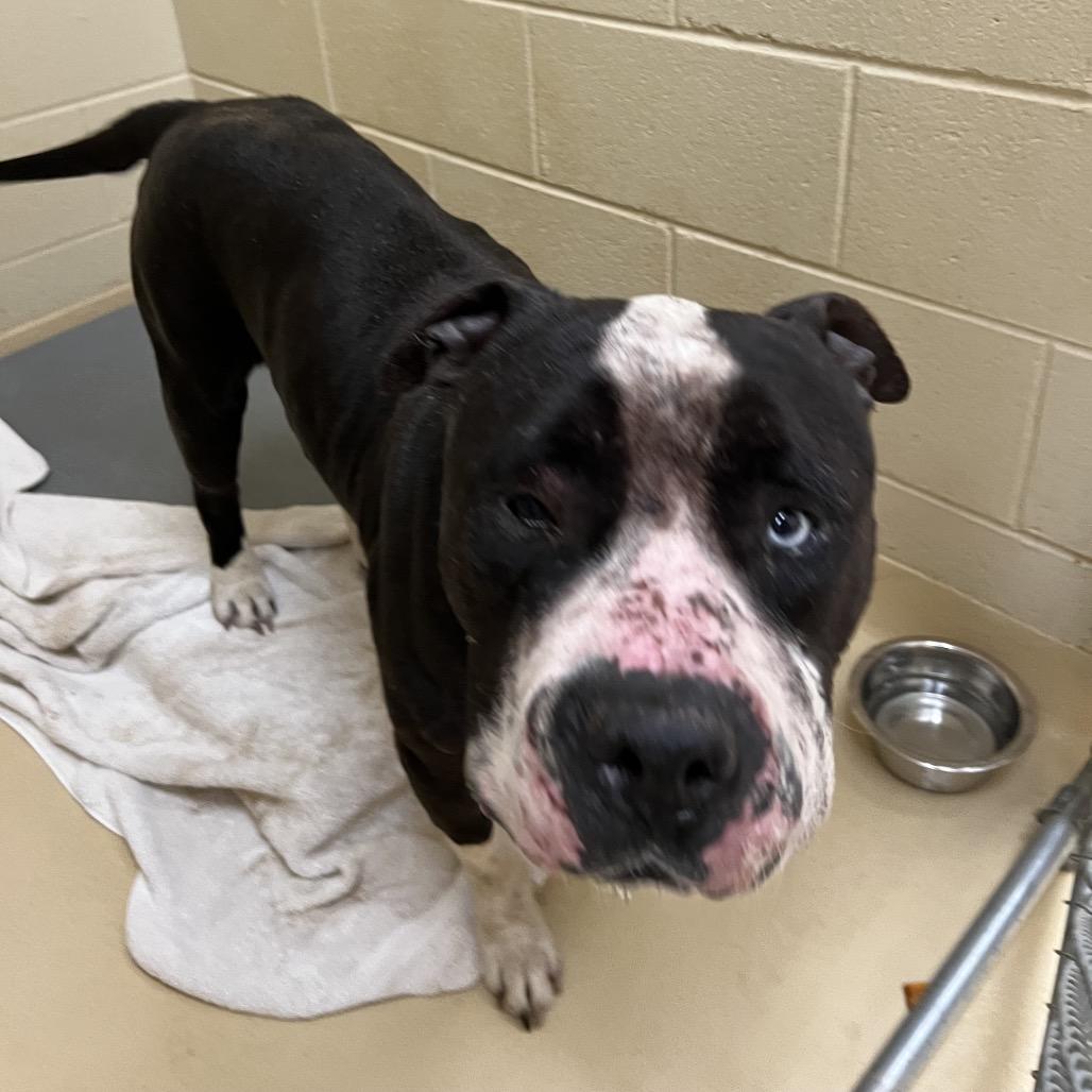 Wallaby, Adoptable, Adult Male Mixed Breed.