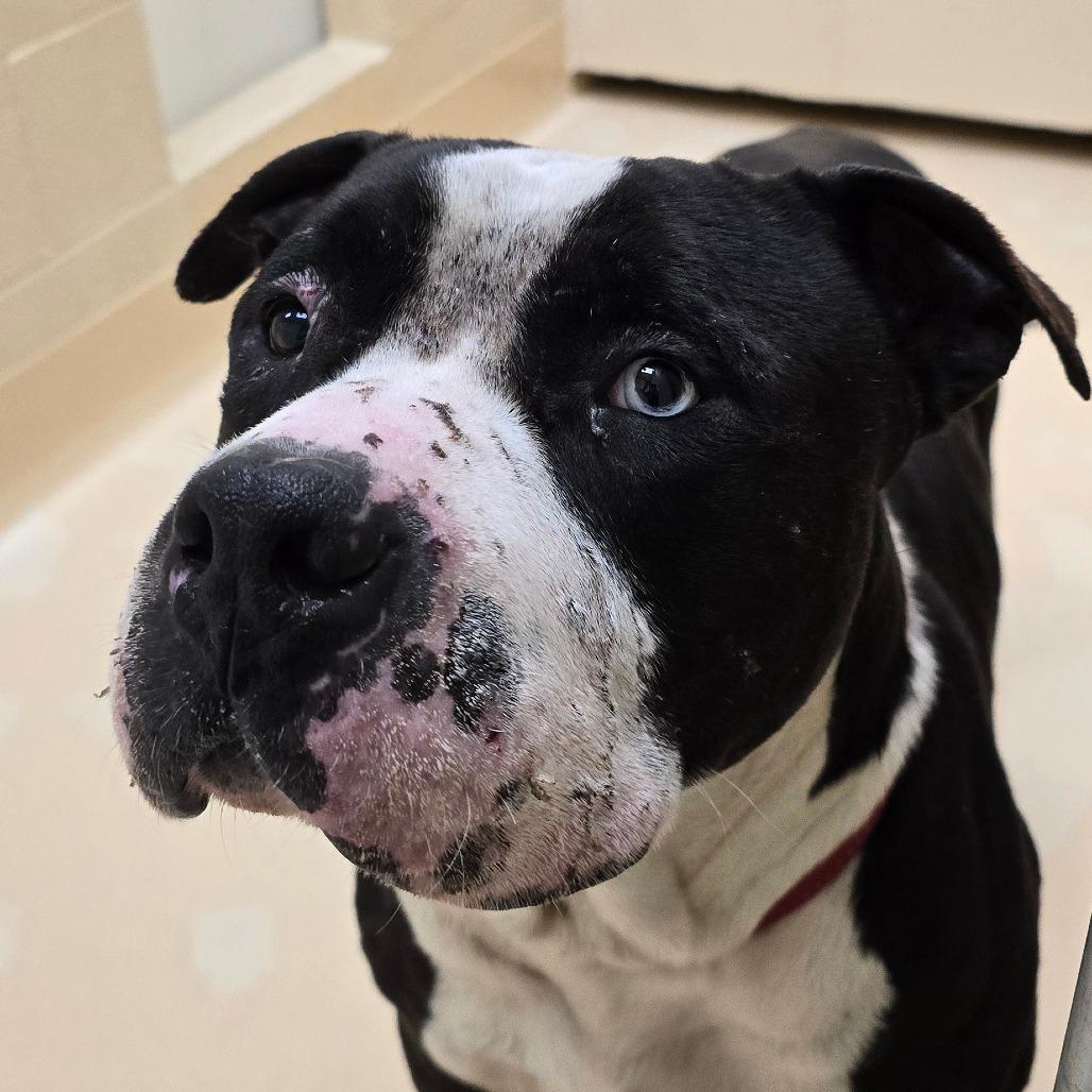 Enlarge Wallaby, a Adoptable Mixed Breed in Winston-Salem, NC image 2/2