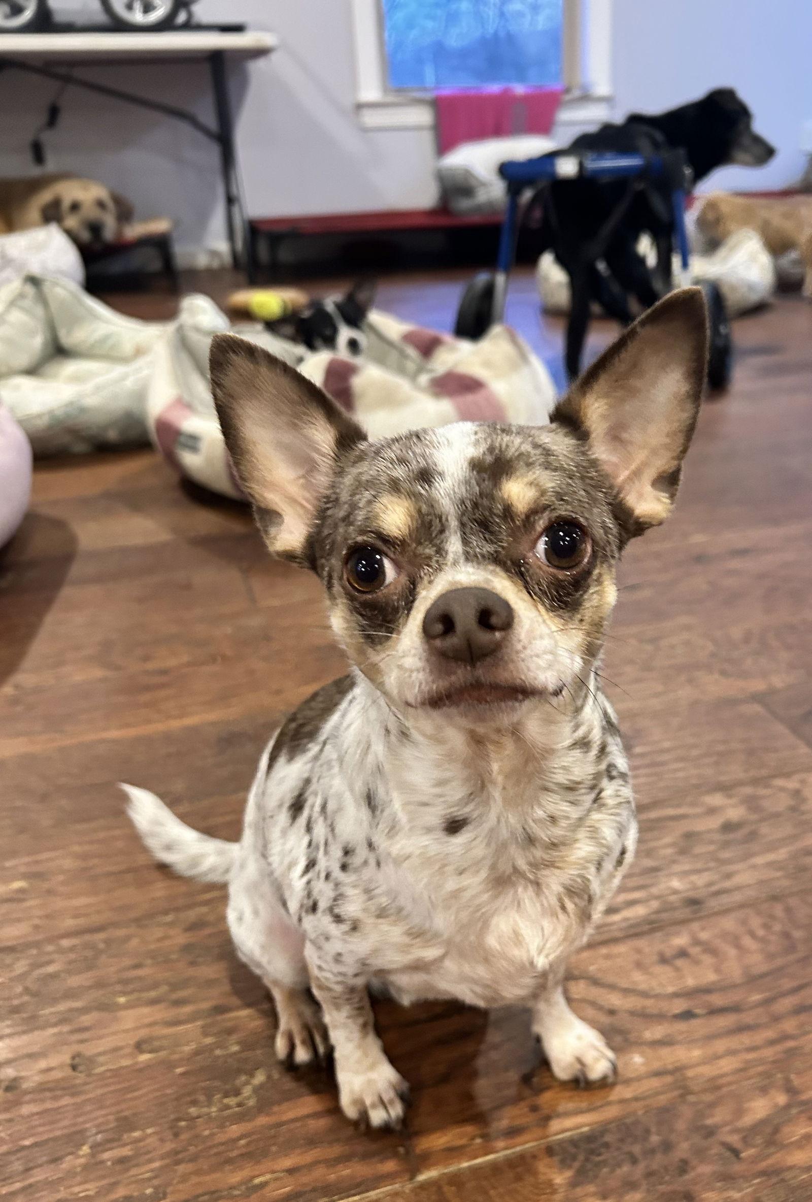 Dougie, a Adoptable Chihuahua in Elizabethtown, PA image 1/3