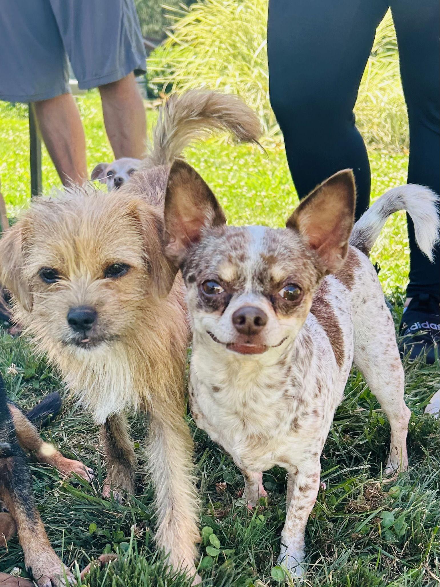 Dougie, a Adoptable Chihuahua in Elizabethtown, PA image 2/3