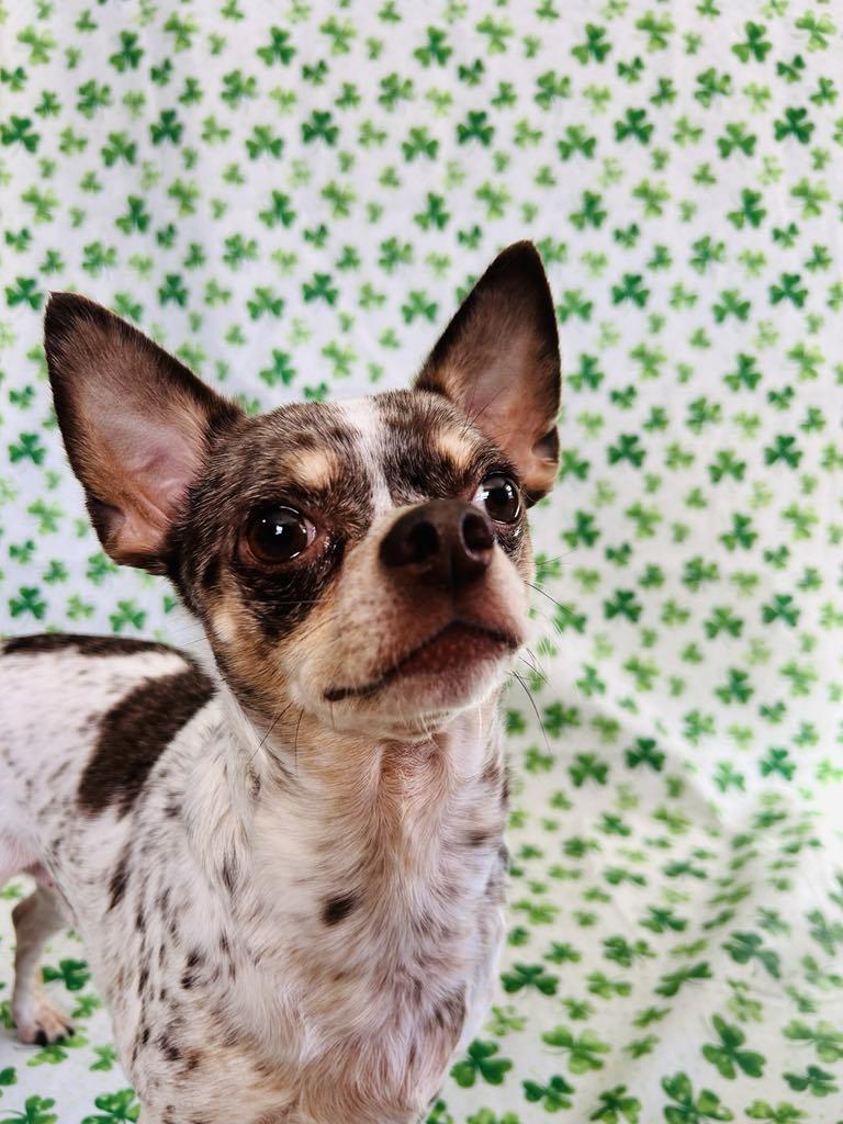 Dougie