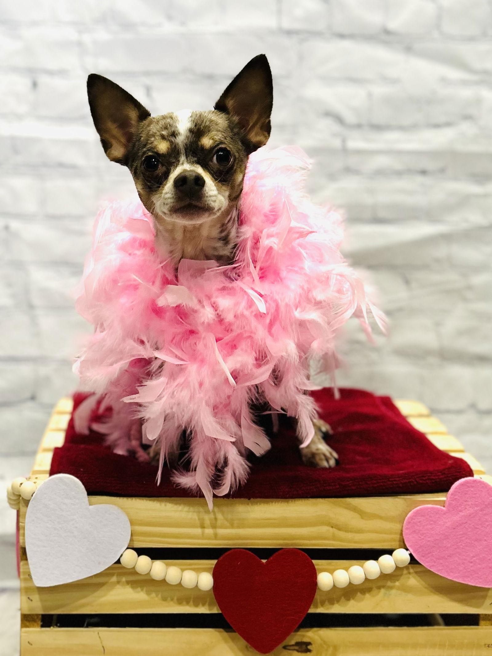 Enlarge Dougie, a Adoptable Chihuahua in Elizabethtown, PA image 2/3