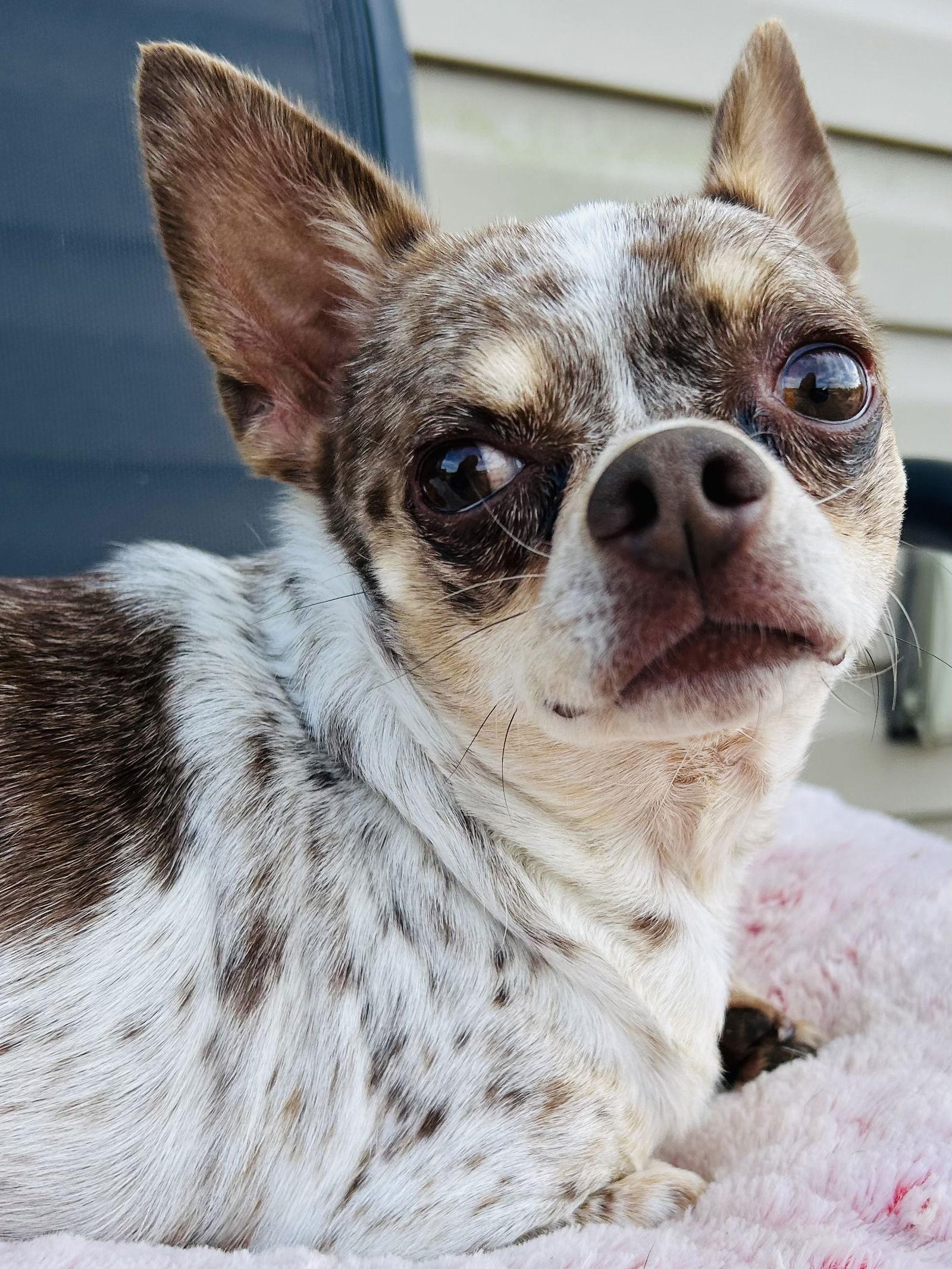 Dougie, Adoptable, Adult Male Chihuahua.