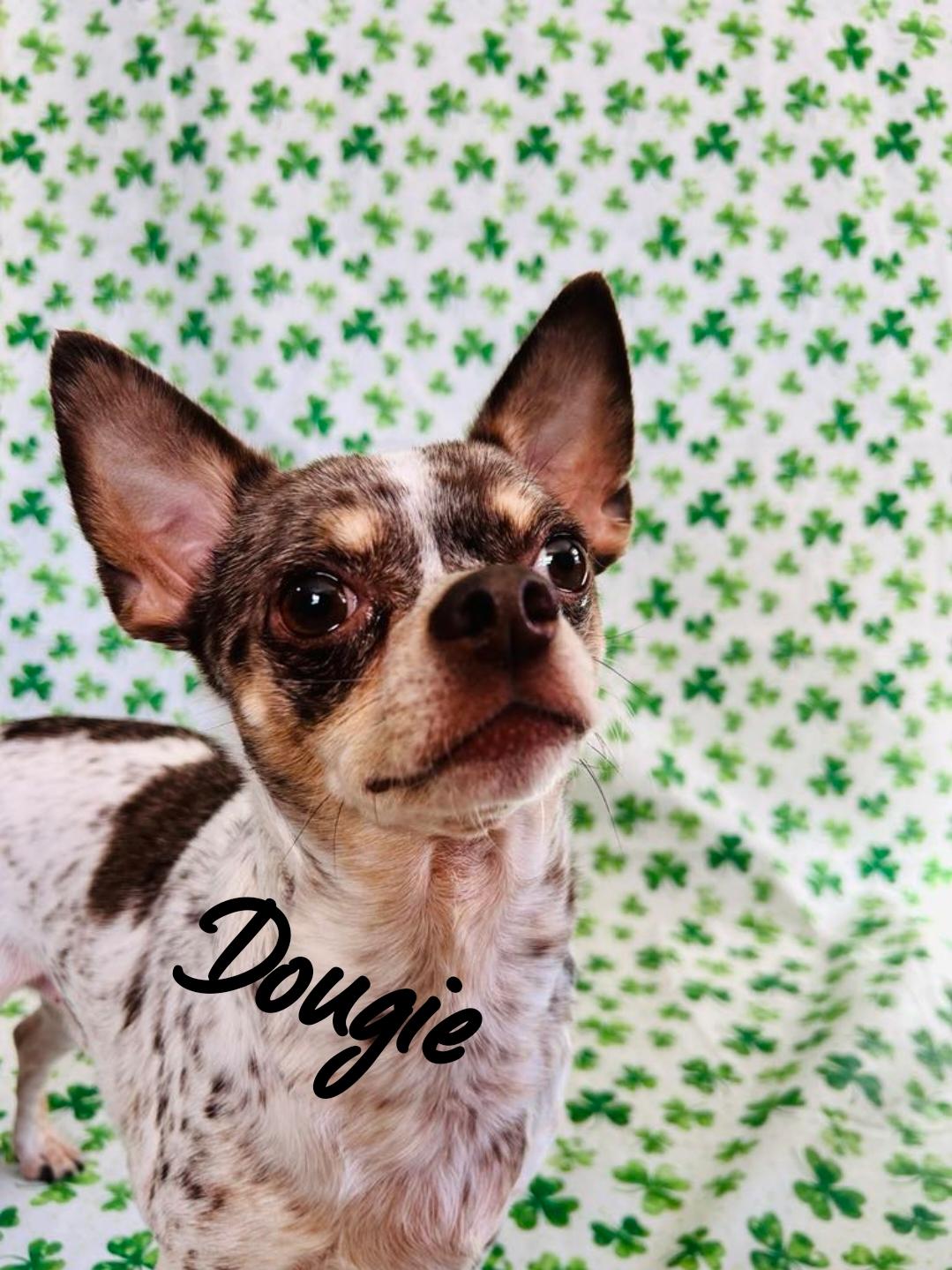 Dougie photo 5