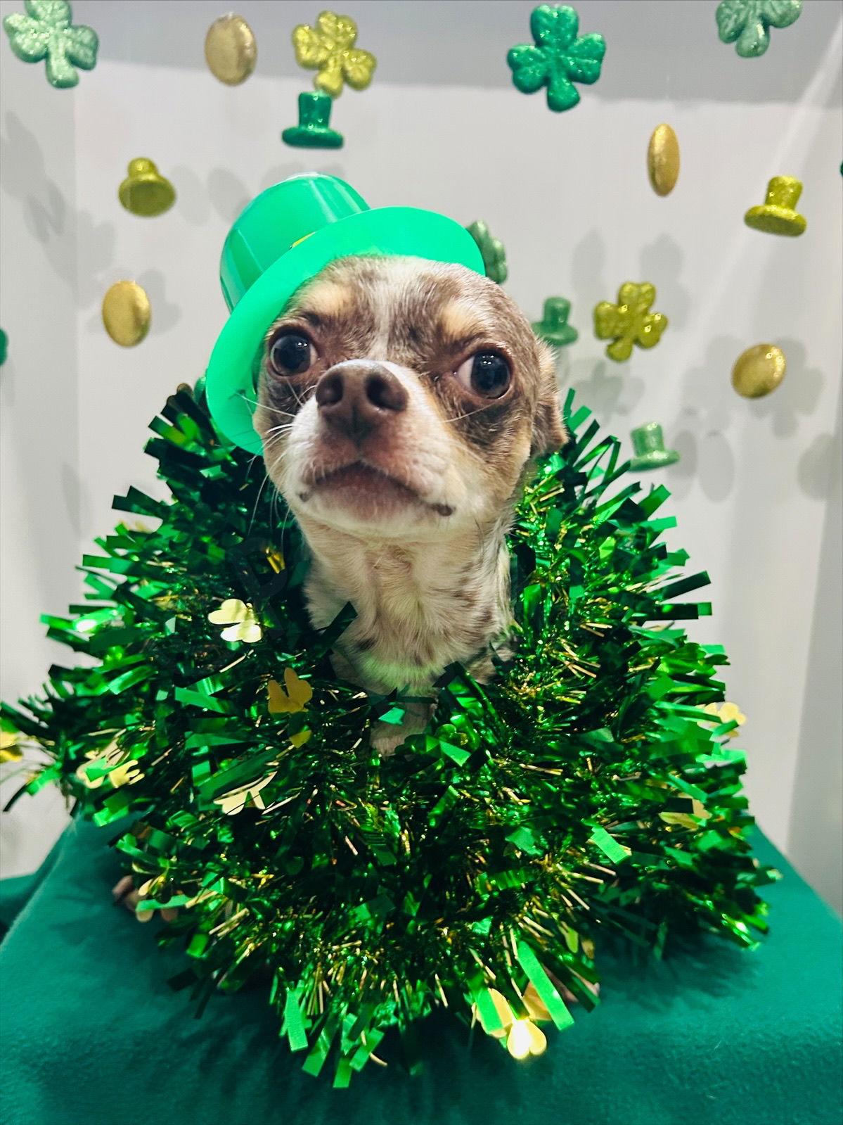 Dougie, a Adoptable Chihuahua in Elizabethtown, PA image 2/3