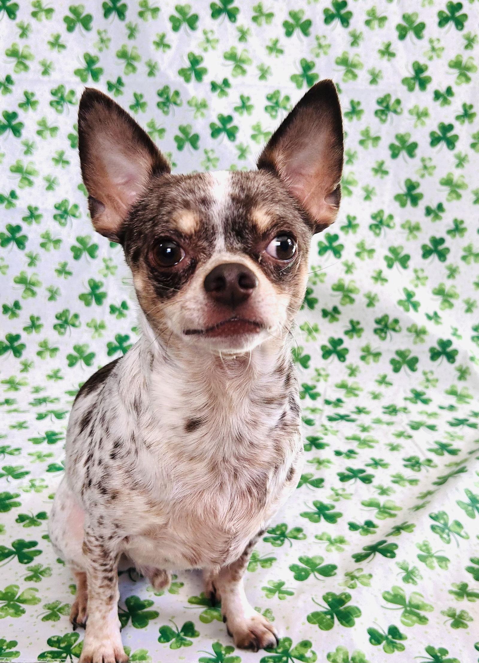 Dougie, a Adoptable Chihuahua in Elizabethtown, PA image 3/3