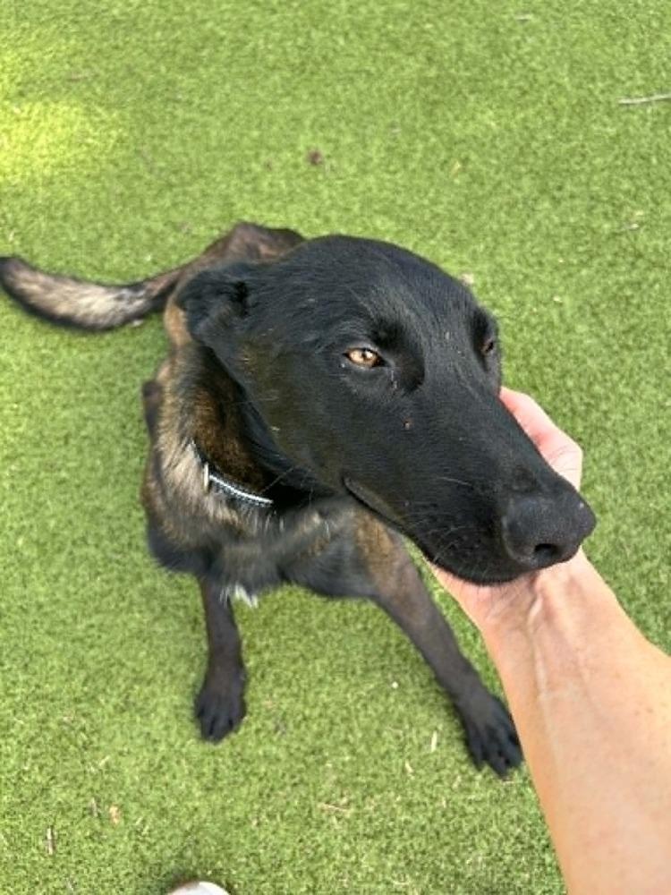 Onyx - Located in KS photo