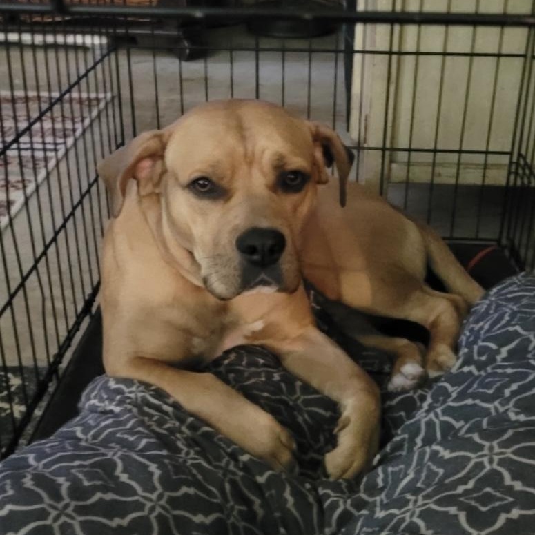 Oscar, a Adoptable mixed breed in Heber Springs, AR image 2/6