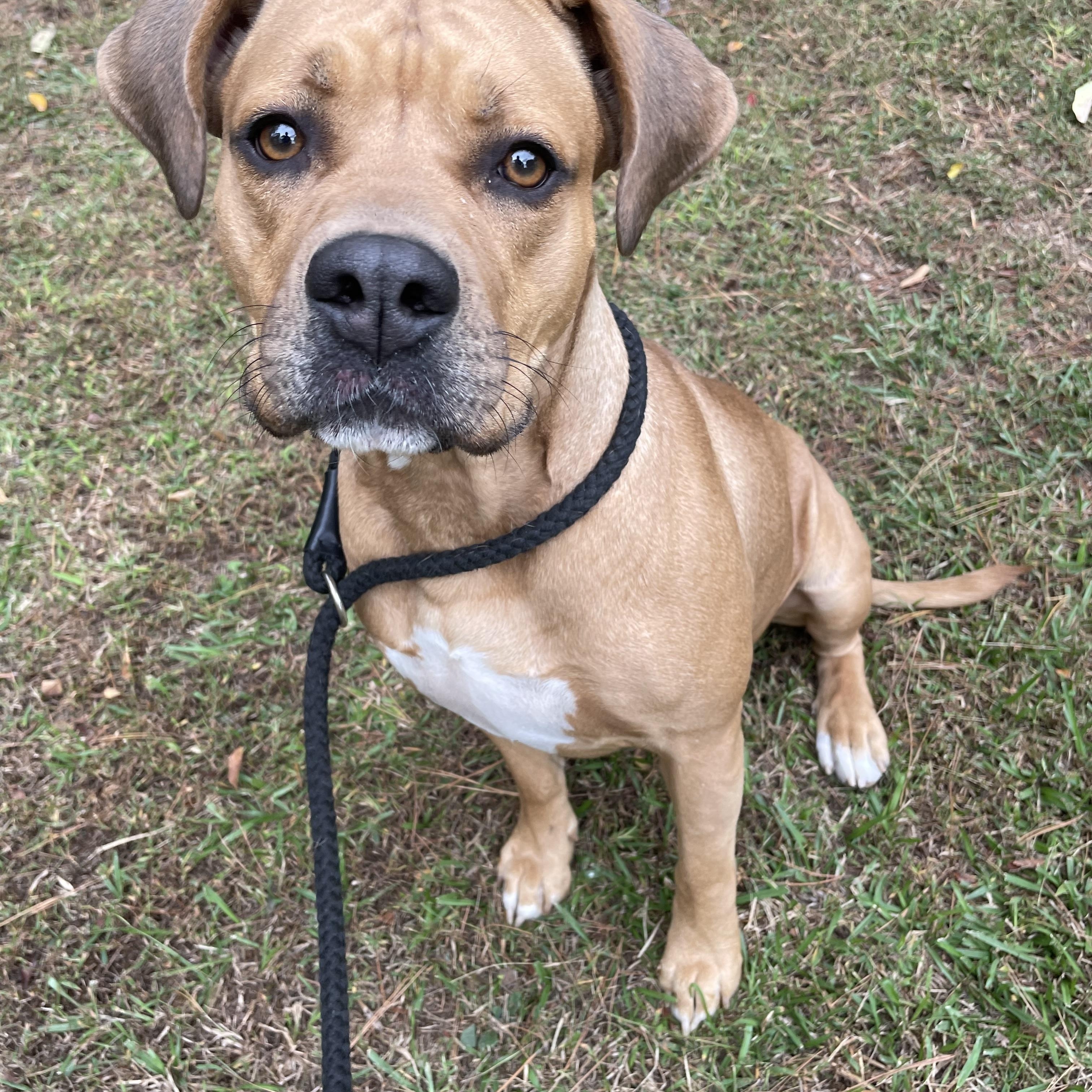 Oscar, a Adoptable mixed breed in Heber Springs, AR image 1/6