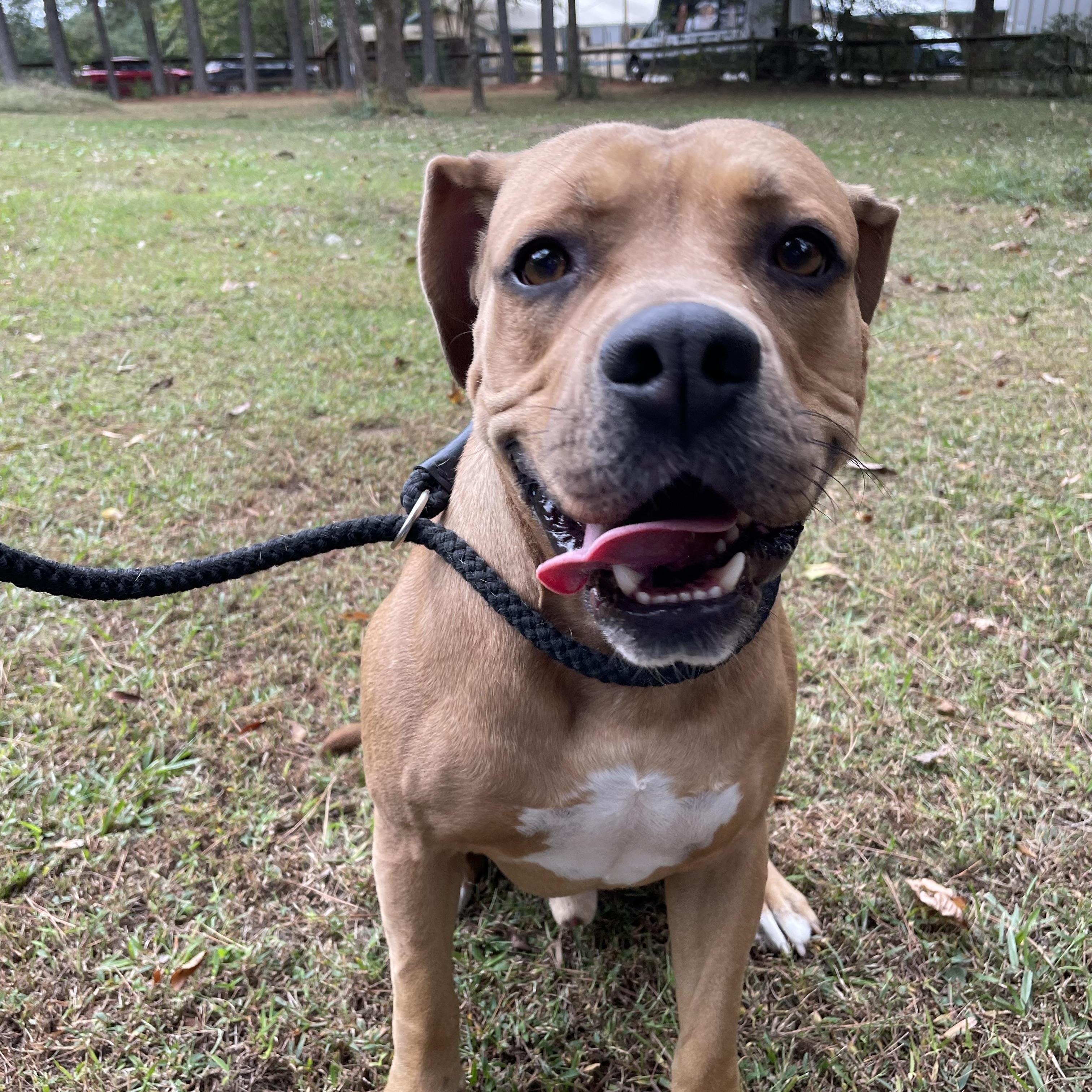 Oscar, a Adoptable mixed breed in Heber Springs, AR image 6/6