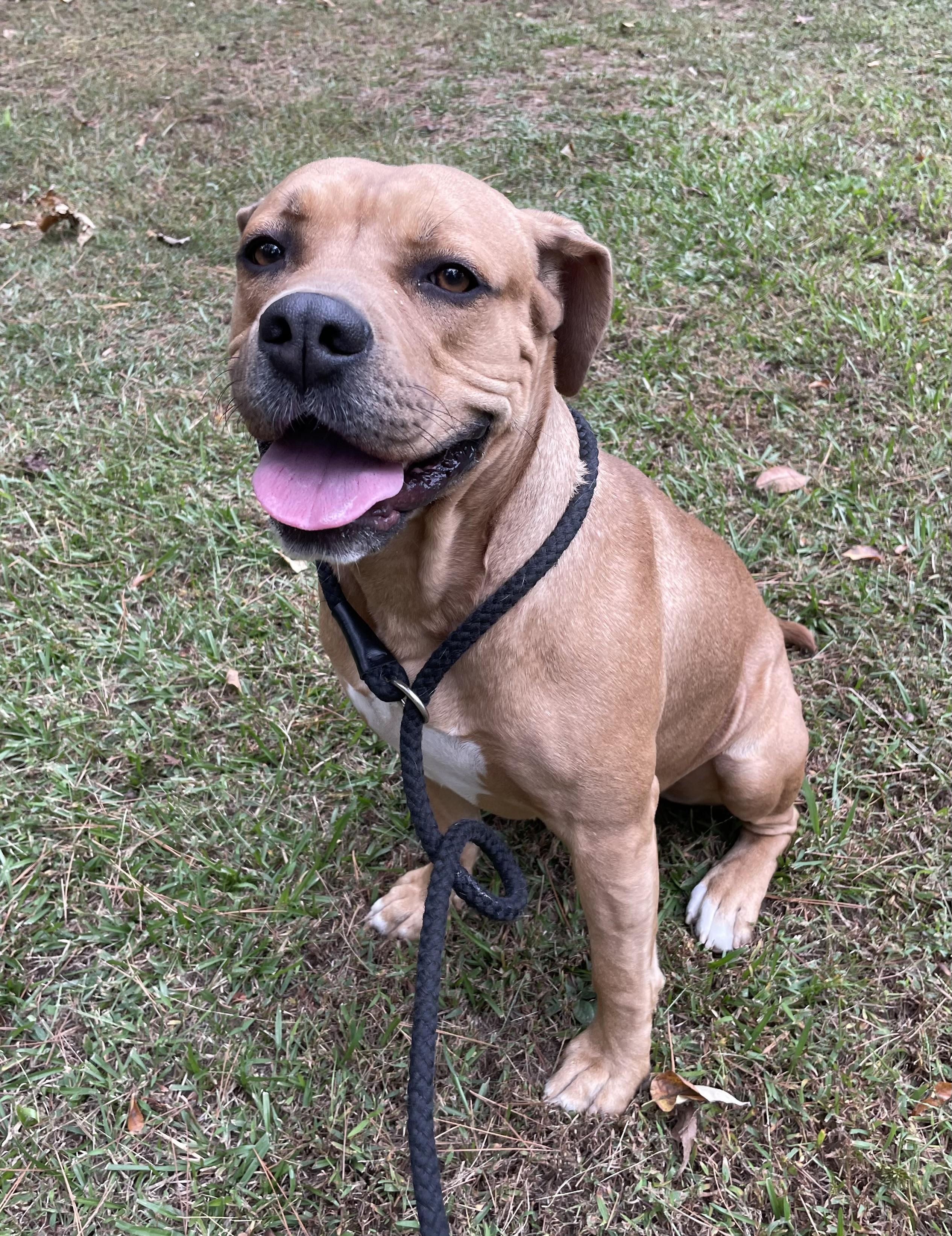 Oscar, a Adoptable mixed breed in Heber Springs, AR image 4/6