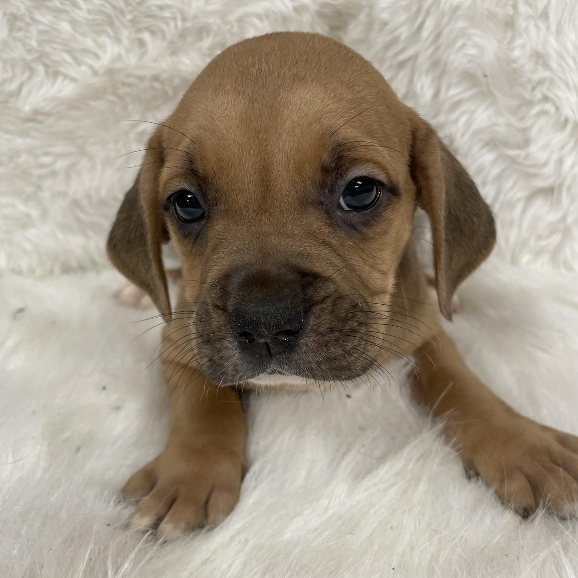 Oscar, a Adoptable mixed breed in Heber Springs, AR image 5/6