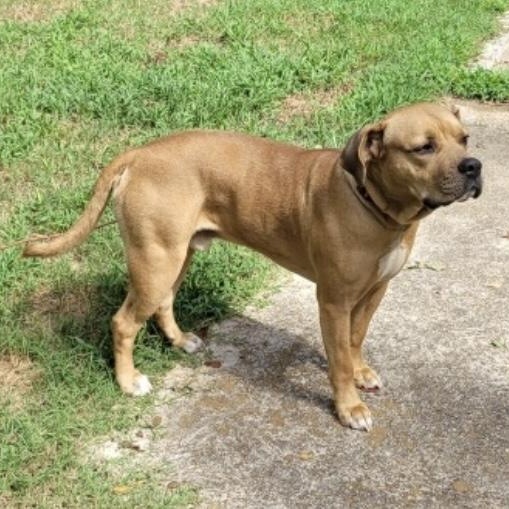 Oscar, a Adoptable mixed breed in Heber Springs, AR image 3/6