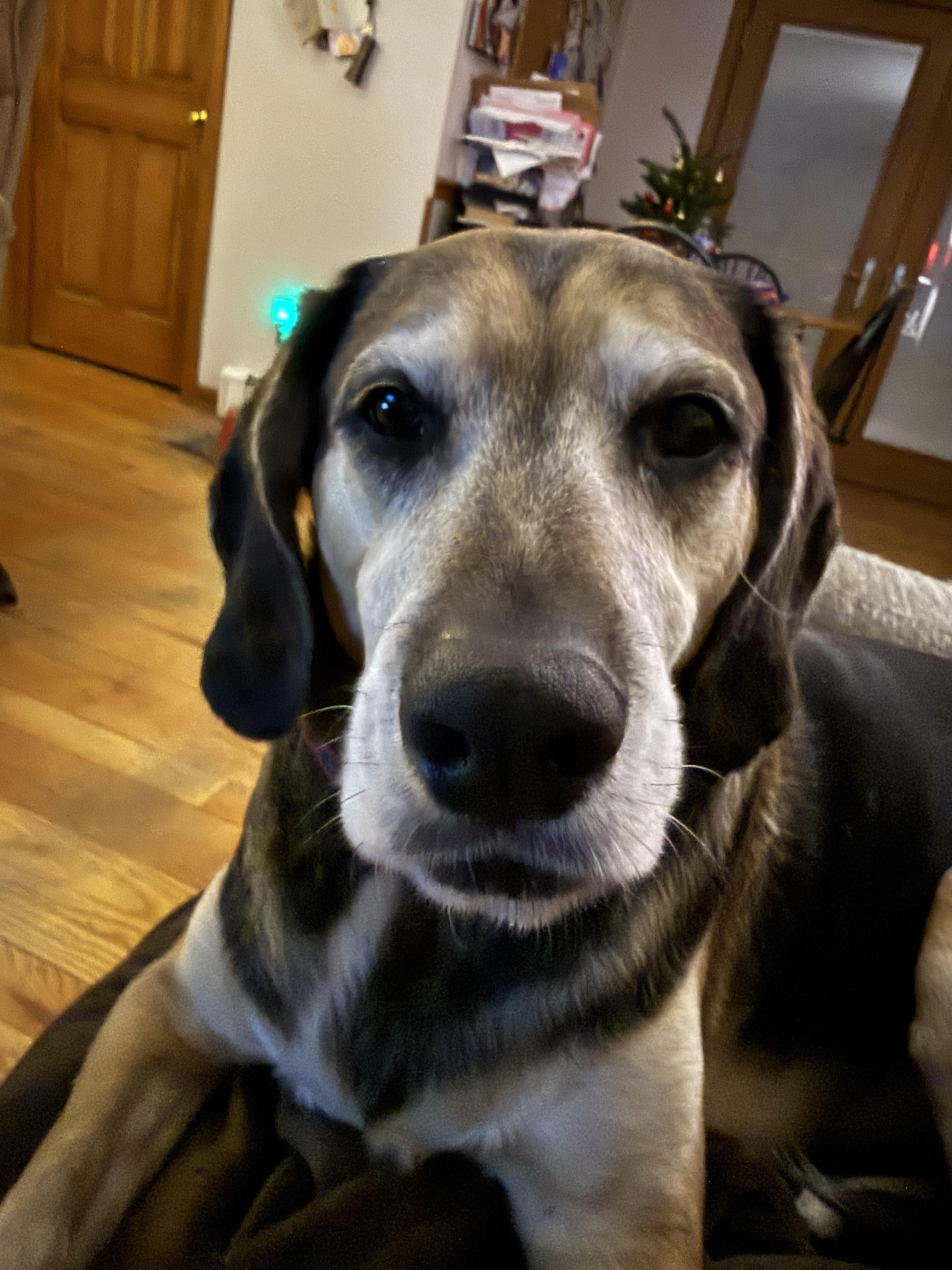 Kody - COME MEET, Adoptable, Adult Male Labrador Retriever & Hound.