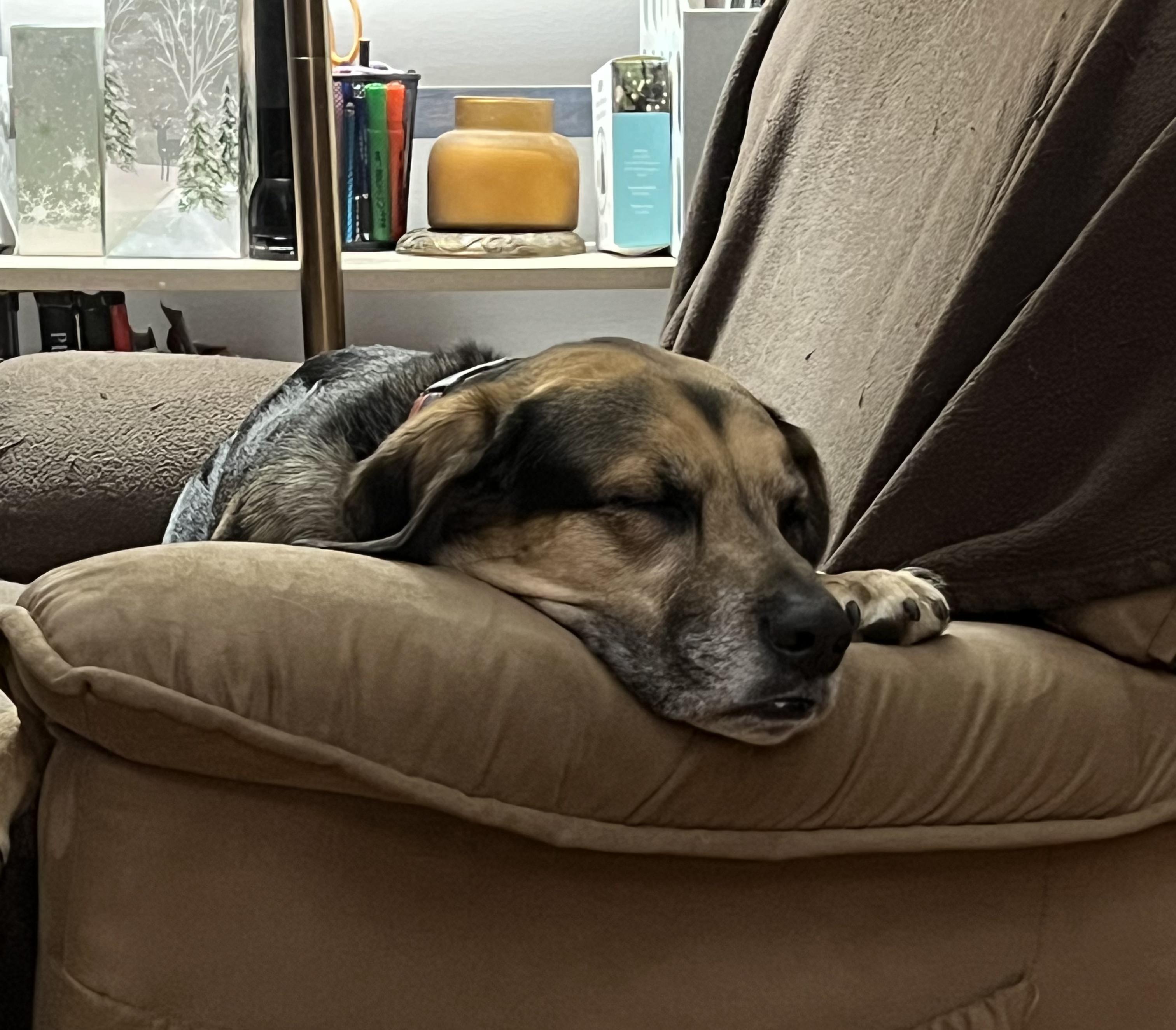 Enlarge Kody - COME MEET, a Adoptable mixed breed in Medfield, MA image 2/4