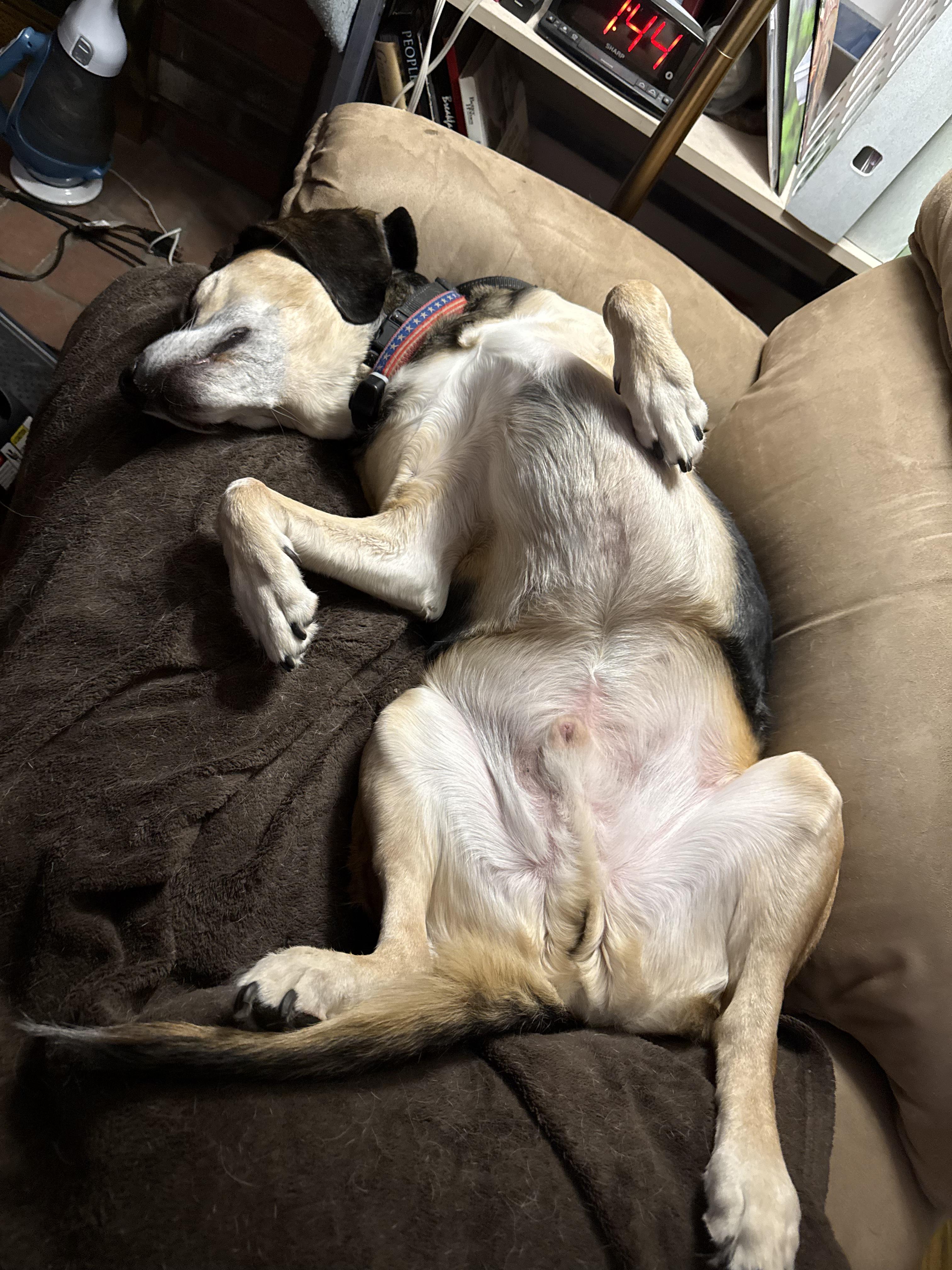 Enlarge Kody - COME MEET, a Adoptable mixed breed in Medfield, MA image 3/4